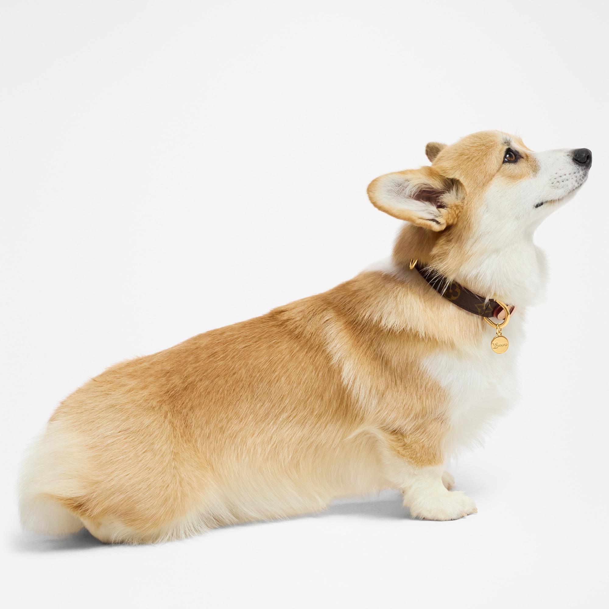 Dog Collar PM - Pets Accessories | LOUIS VUITTON
